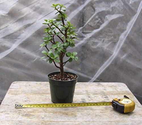 Las Semillas de germinación: Mini Jade Bonsai - prebonsai, Montante Informal, Gran Comienzo, Niza, 4' Pot!