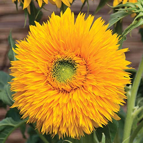 Amazon.com : Park Seed Double Sunking Sunflower Seeds