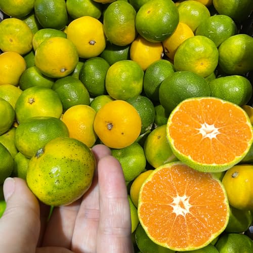 【愛媛県産】極早生みかん小玉10kg 訳あり混合 青みかん 愛媛産みかん 極早生みかん 小玉 ごくわせみかん 青みかん 青切り 酸味 小さいみかん 甘い おいしい みかん ミカン