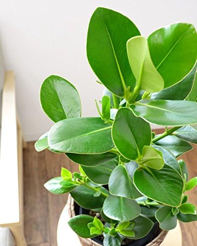 Amazon Co Jp ホワイト鉢カバー付 幸福の木 6号鉢 Diy 工具 ガーデン