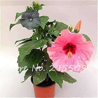 Room Ornamental Plant Mini Bonsai Hibiscus Seeds, Rare Pot Flower Seeds, Shrubs Flower Garden Greenhouse Plant 100 PC-10: Only Seeds