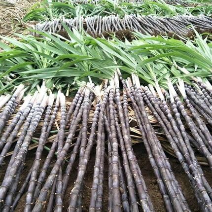 Generic 100Pcs Black Sugar-Cane Plant Seeds,Black