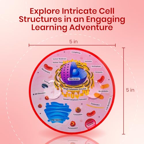 Merhoff & Larkin AC1 Cross Sectional Foam Animal Cell Model | Great For Classroom Learning, Teaching & Stem Kits | Clearly Labeled Organelles | Strong Magnet Connectors | Useful For Biology, Anatomy & Science Projects thumb #1