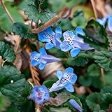 glechoma hederacea - gundermann semillas balcón jardín decoración 450pcs