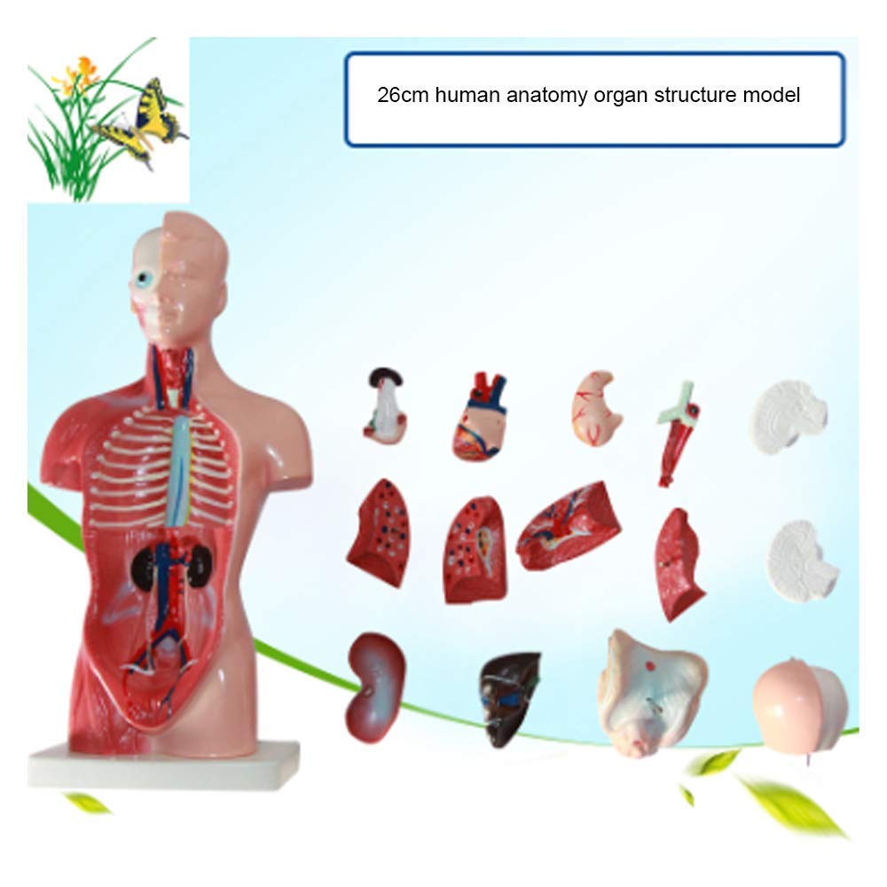 Modelo de ensamblaje Modelo anatómico Torso, estructura de órgano de anatomía humana Modelo de cuerpo 15 partes 26CM Torso esquelético visceral para niños que aprenden estudiantes que enseñan para la