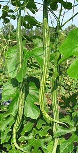 Nature Valley High Yield Hybrid Rare Long Snake Gourd Vegetable Seeds 20 Seeds Pack