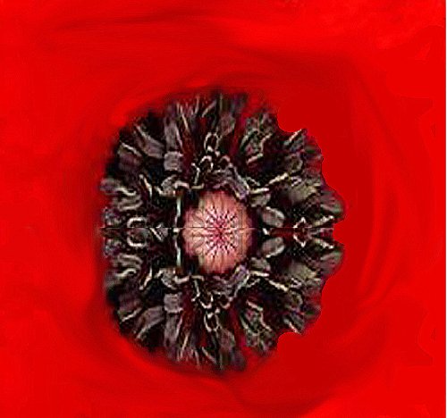 Big Pack Landscape Seeds - RED Poppy Heavy Bloomer Flower Seeds - Papaver rhoeas by MySeeds.Co (Big Pack Red Poppy)