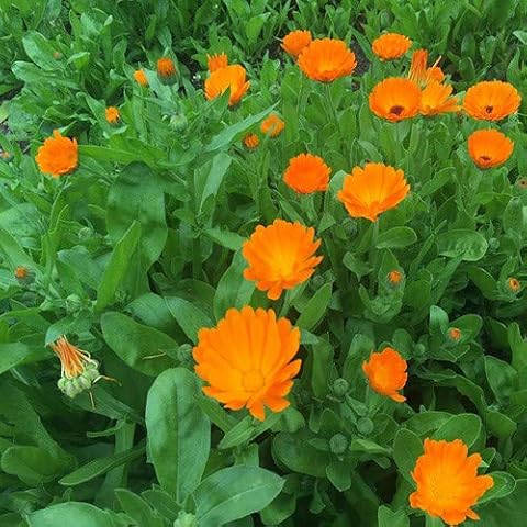 Plant World Seeds Calendula Officinalis Flower Seeds Cover