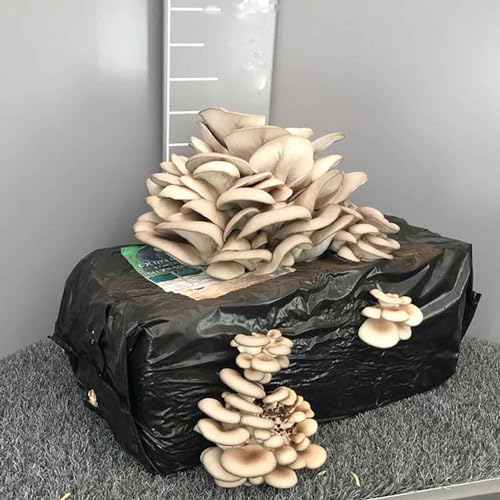 SAVINI VIVAI Balle di Funghi Pleurotus, Panetto 10-13 kg