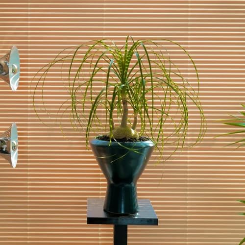 Semillas de Beaucarnea, Beaucarnea recurvata, plantas decorativas, de jardin Semillas de plantas, plantas de sombra, resistentes. Decoración verde, plantas resistentes al 300pcs