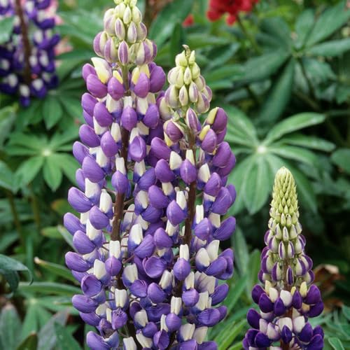 Lupin Gallery Blue Shades Seeds â€“ Neat & Compact, Fir
