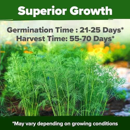 Image of HOME GROWN Dill Seeds 2 Pack (Anethum Graveolens) - 2028 Non-GMO Heirloom Herb Seeds for Planting Indoors or Outdoors, High Germination, Ideal for Herb Gardens, Pots, and Cooking Flavorful Dishes