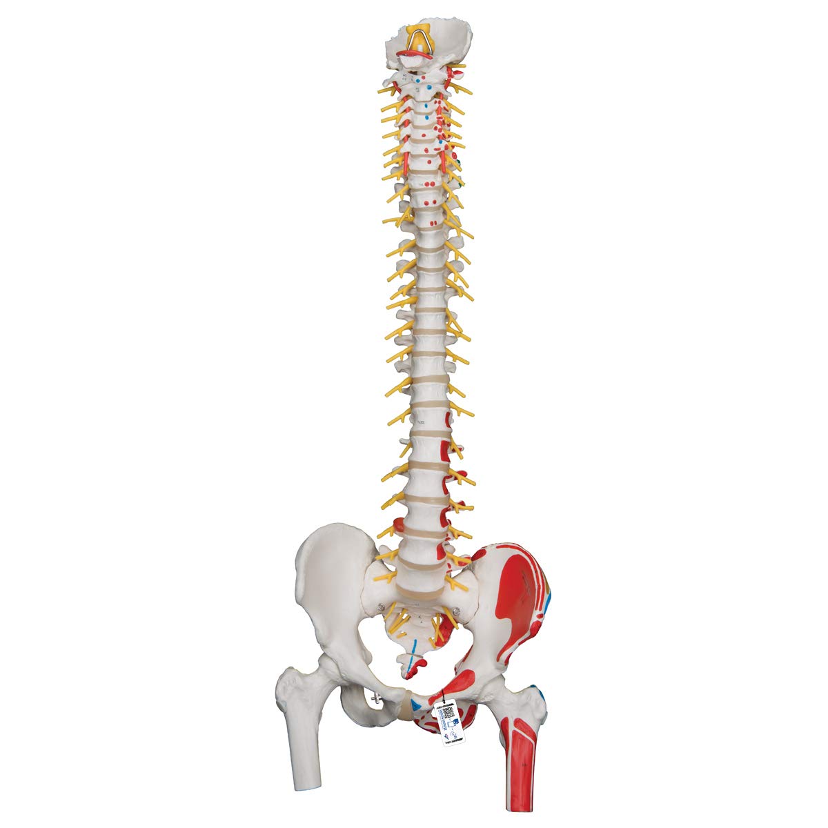 3B Scientific VH409 Encéfalo Gigante, 2,5 Veces el Tamaño Natural, desmontable En 14 Piezas + App de anatomía gratuita - 3B Smart Anatomy