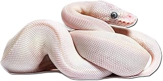 Top Ball Python Predators And How To Protect Your Snake | PetShun