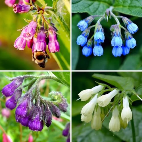 CarpetC 80+ Comfrey Seeds for Planting Symphytum officinale Heirloom Herb with Purple Bell-Shaped Flowers Non-GMO for Pollinator Gardens Home Outdoor