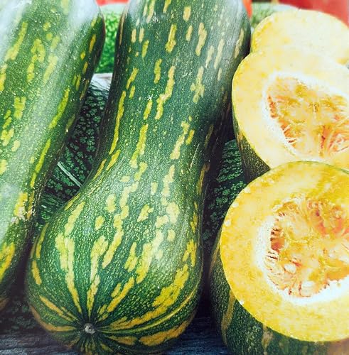 Generisch Butternut Kürbis Lunga di Napoli Samen