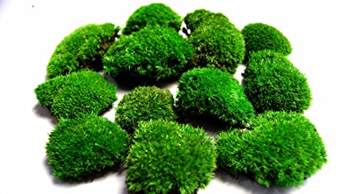 Hello Moss muschio conservato a base di peso
