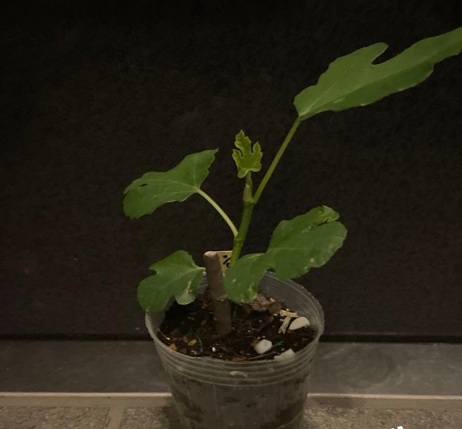 Amazon｜イチジク シャーアンバー 苗｜観葉植物 オンライン通販