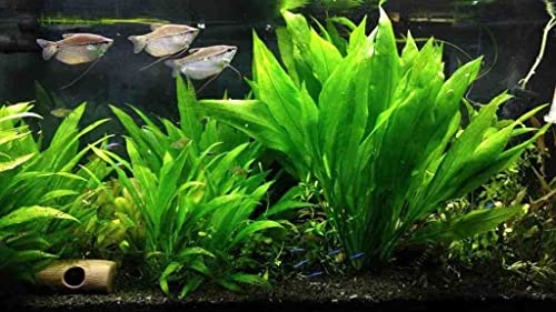 Marcus Fish Tanks 3X Amazon Sword Echinodorus Bleheri Easy Live Aquarium Plants For Aquatic Freshwater Fish Tank thumb #2