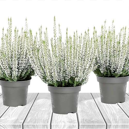 Heidekraut, Knospenheide, Besenheide \'Farbe Weiß\' 3x Pflanze im Topf, Calluna vulgaris, für Balkon, Terrasse oder Garten, Winterhart & Mehrjährig, Blühend, Pflegeleicht Heidekraut, Knospenheide, Besenheide \'Farbe Weiß\' 3x Pflanze im Topf, Calluna vulgaris, für Balkon, Terrasse oder Garten, Winterhart & Mehrjährig, Blühend, Pflegeleicht