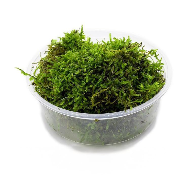 SubstrateSource Christmas Moss Cup