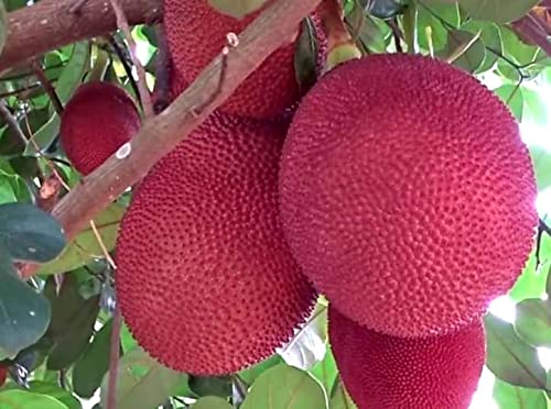 See full amazon price history chart for Nectar Garden Thai Gumless All Time Red Jackfruit Plant-Grafted Variant. Nectar Garden Thai Gumless All Time Red Jackfruit Plant-Grafted Variant. (B09PJMPNJ8) Amazon Price History, Amazon Price Tracker