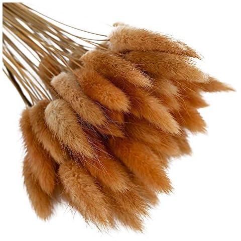 Ochine 50 Pcs Natural Dried Lagurus Ovatus Dried Grass Bouquet Rabbit Tail Grass Lagurus Ovatus Bunny Tails Dried Pampas Grass Arrangements for Wedding Floral Wreath Home Decor Cover