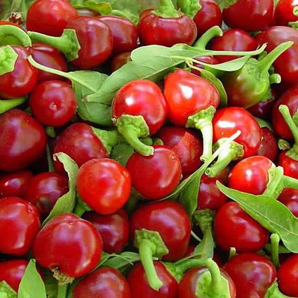 See full amazon price history chart for Radha Krishna Agriculture® Imported Chilli seeds |Red cherry chilli seeds For Your Home & kitchen Gardening Pack of 50 to 70 seeds Radha Krishna Agriculture® Imported Chilli seeds |Red cherry chilli seeds For Your Home & kitchen Gardening Pack of 50 to 70 seeds (B0BY7D12QS) Amazon Price History, Amazon Price Tracker