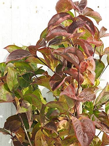 ヤマボウシ 苗 ブルーミングホワイトテトラ 約1 0m 根巻き苗 植木 Amazon