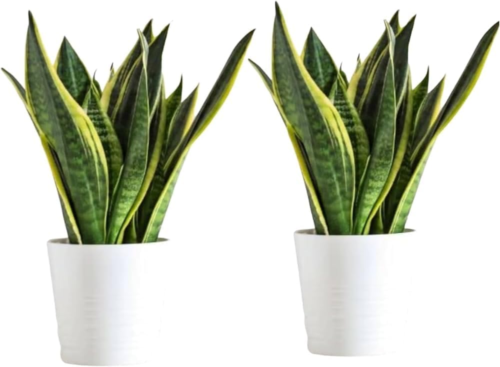 Snake Plant Indoor Live Plant | Snake Plant Without Pot | Indoor Plants For Living Room | Indoor Plants For Home Air-Purifying Snake Plant - Elegant, Low-Maintenance Indoor Greenery (pack of 2) (B0D97VFDH7) Amazon Price History, Amazon Price Tracker