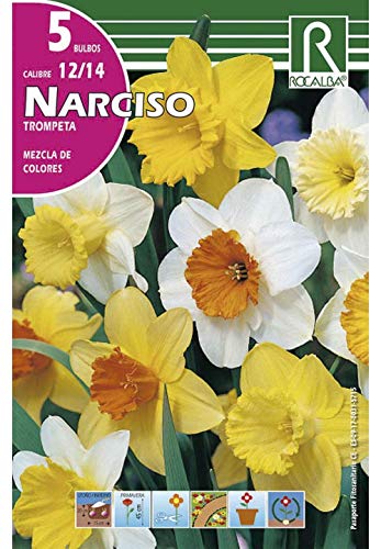 Bulbos de narciso trompeta variado (5 bulbos)