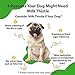 Pet Wellbeing Milk Thistle for Dogs - Organic Milk Thistle, Supports Healthy Liver Function & Detoxification - NASC Certified & Vet-Formulated - 2 oz Liquid