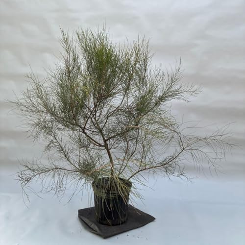 タマモクマオウ」の人気商品一覧 | 安い商品を通販サイトから探す