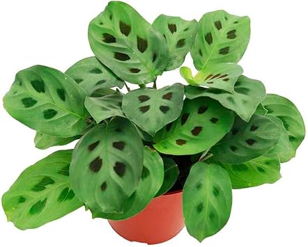 Thirsty Leaves Maranta Leuconeura