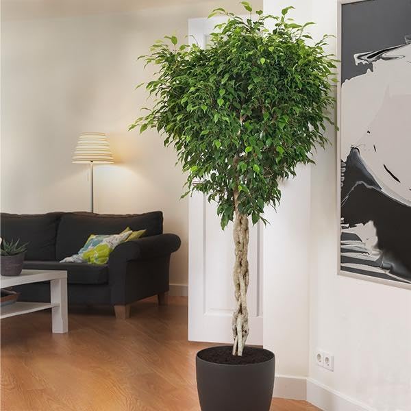 Brighter Blooms - Braided Benjamina Ficus Tree, 4-5 ft. - No Shipping to AZ and OR