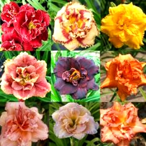 Bulbi di Hemerocallis Decorativi – Bellezza Naturale, Perfetti per il Giardino-10bulbi