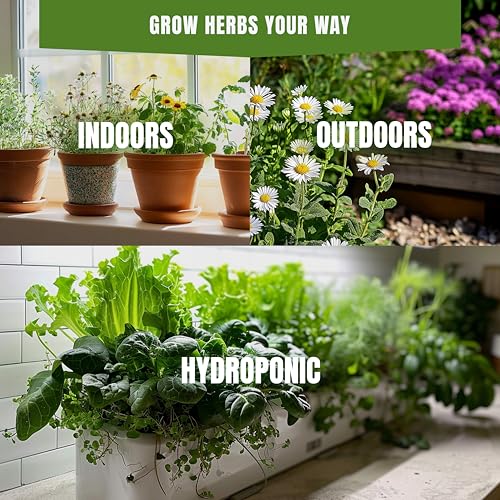 Lovage Seeds for Planting – 200+ Non-GMO Heirloom Seeds, Culinary Herb with Celery Flavor, Levisticum officinale - Image 3