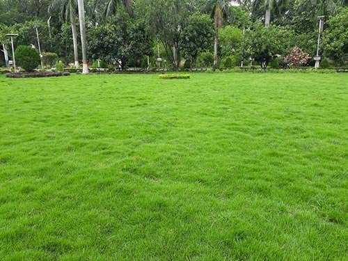 Imported No 1 Seleaction Lawn Grass Herbs Seed Fast Growing for Home Outdoor Gardening Seeds Pack (500 Seeds In Each Pack)