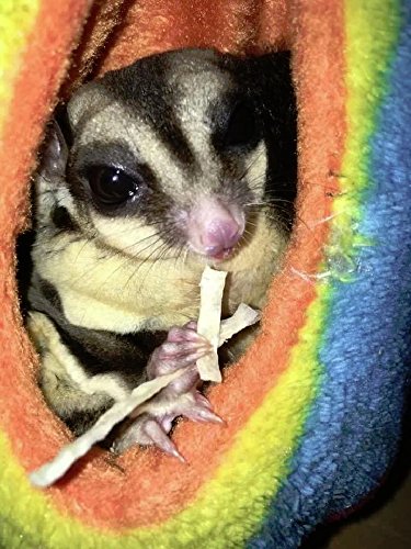 1 Sachet Sugar Glider, Hamster, Squirrel, Hedgehog, Chinchillas, Rabbit, Ferret, Small Exotic Pet Food Supplies Fish Snack 30 G. + 10% Bonus = 33 G. #TOP7