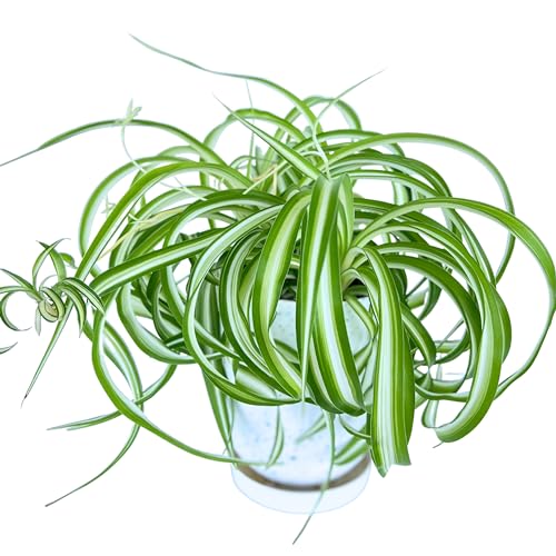 Dr. Lu’s Organic Bonnie Curly Spider Plant - Air Purifying House Plants - Rooted Spider Plant - Easy Grow Indoor Plants - Live Plants in 6 Nursery Pot