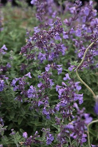 Junior Walker Catmint Perennial - Nepeta faassenii - Shotgun Blooms -Quart Pot