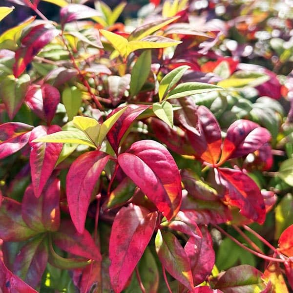 【Legumes】オタフクナンテン　24本 Legumes様専用】オタフクナンテン 24本 - メルカリ