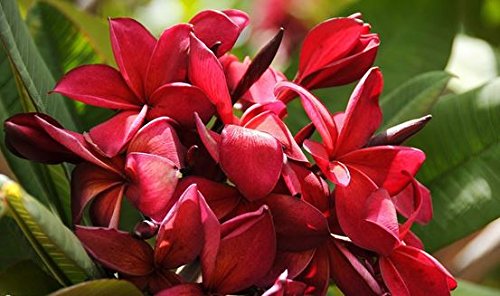 Red Plumeria Frangipani Plant Cutting Hawaii Cx8 #TOP4