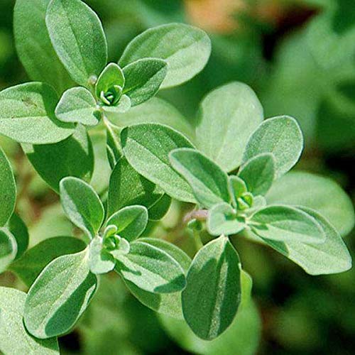 Marjoram Herb Seeds (B07VS4G679) Amazon Price History, Amazon Price Tracker