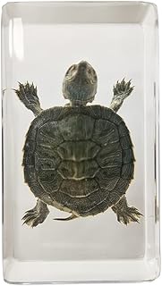 Real Turtle Specimens in Resin Paperweight Crafts, Animal Taxidermy Collection for Science Education & Desk Ornament (Brazil Tortoise), 73 x 41 x 24mm (2.9 x 1.6 x 0.9 inch) (FBBF-02)