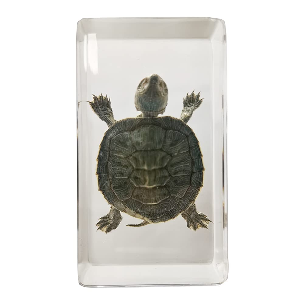Real Turtle Specimens in Resin Paperweight Crafts, Animal Taxidermy Collection for Science Education & Desk Ornament (Brazil Tortoise), 73 x 41 x 24mm (2.9 x 1.6 x 0.9 inch) (FBBF-02)