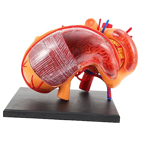 Modèle anatomique de l'estomac Healvian en plastique léger pour cours de biologie