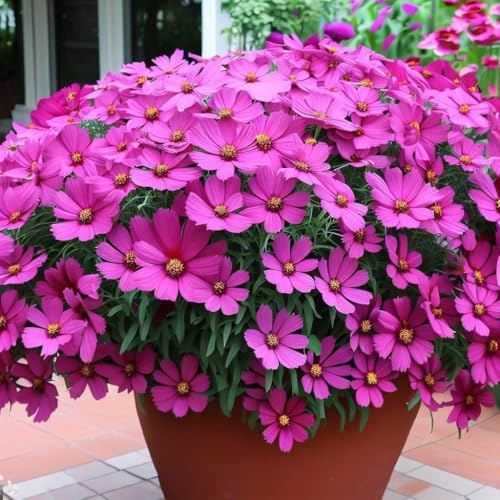 Image of Low Maintenance Hybrid Flower Seeds Combo Pack- All Year Flower Seeds Supply (8 VARIETIES NORTH INDIA ALL YEAR)