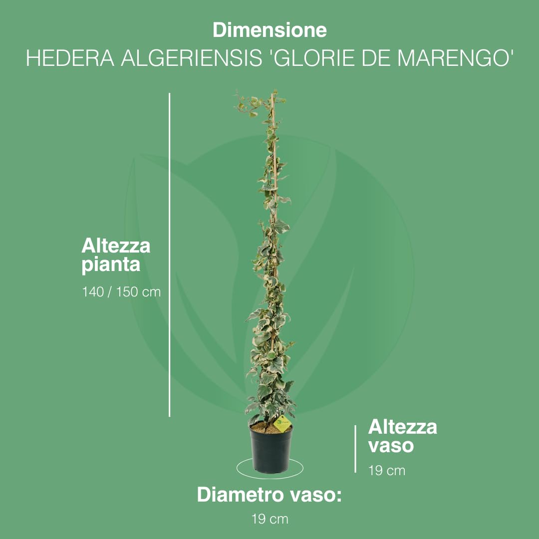 Hedera Algeriensis Glorie de Marengo | Edera Rampicante da Esterno in Vaso 19 cm, Altezza 150 cm | Piante da Giardino, Rampicanti da Esterno, Concimazione 6 Mesi con Plantì