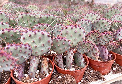 Beleaf And Grow 2.5" Set Of 3 Opuntia “Baby Rita” | Santa Rita Prickly Pear Cactus #TOP3